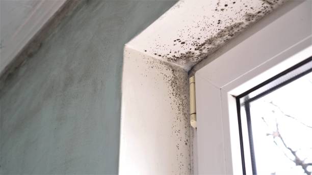Best Mold Remediation Services  in Jordan, MN
