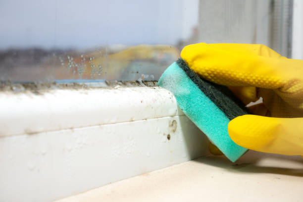 Best Residential Mold Removal  in Jordan, MN