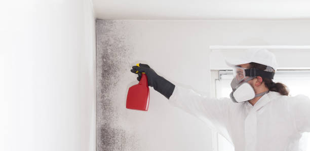 Attic Mold Removal in Jordan, MN