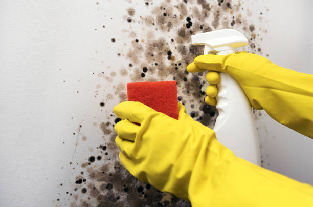 Home Mold Removal in Jordan, MN