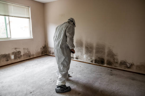 Best Mold Cleaning Services  in Jordan, MN