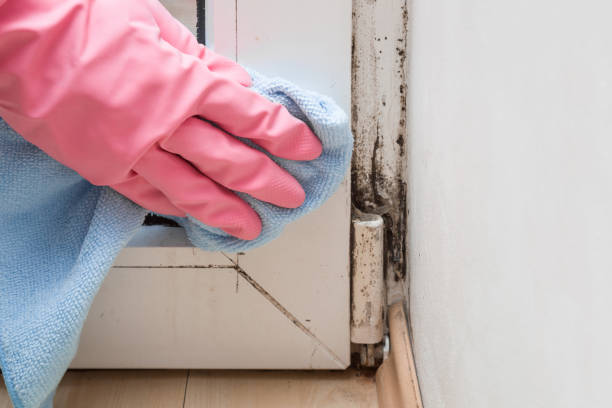Mold Removal Process in Jordan, MN